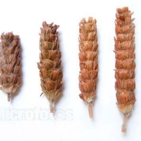 雪域满江 健康花草茶 夏枯球 200克装